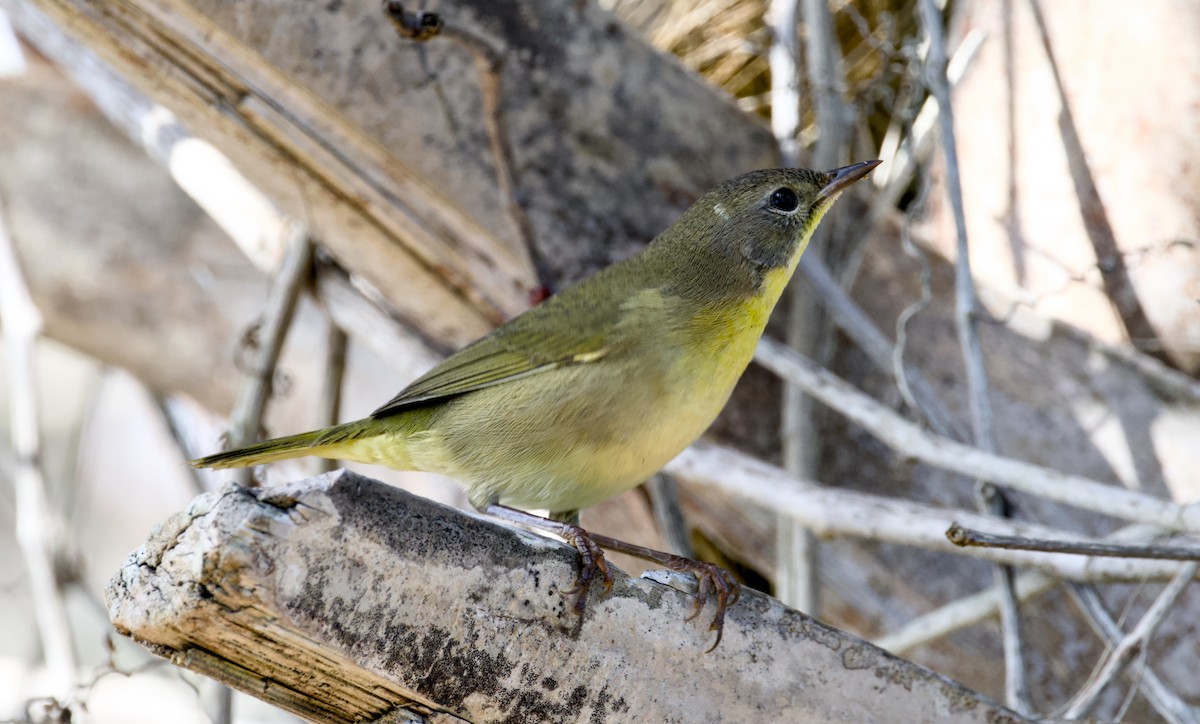 nordgulstrupe - ML644381935