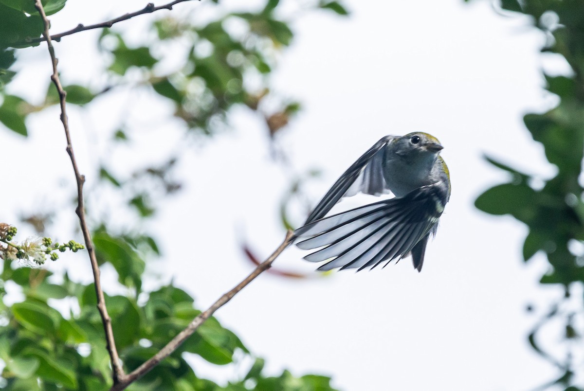 brunsideparula - ML644381942