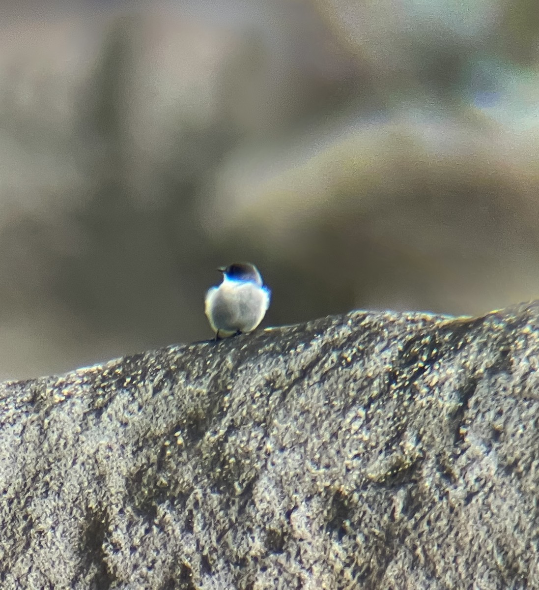 Torrent Tyrannulet - ML644381951