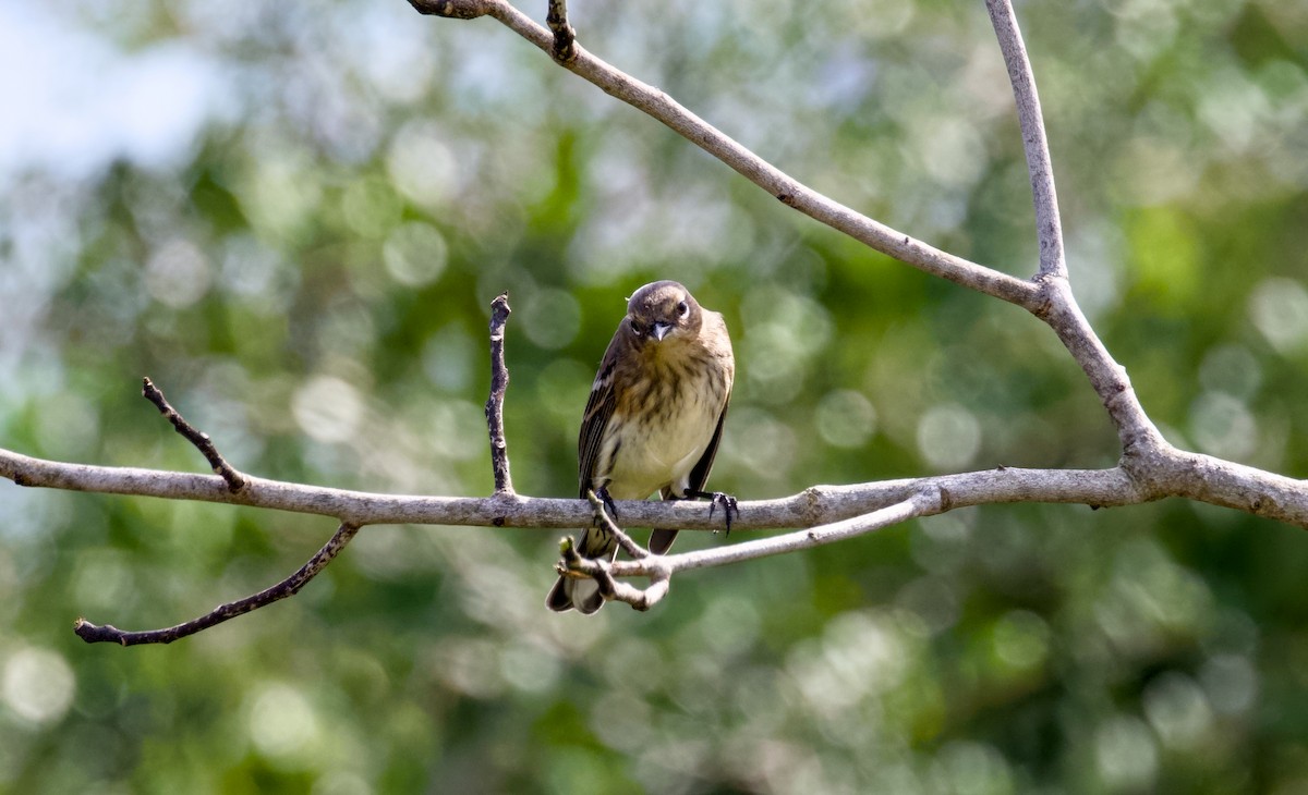 Yellow-rumped Warbler - ML644381953
