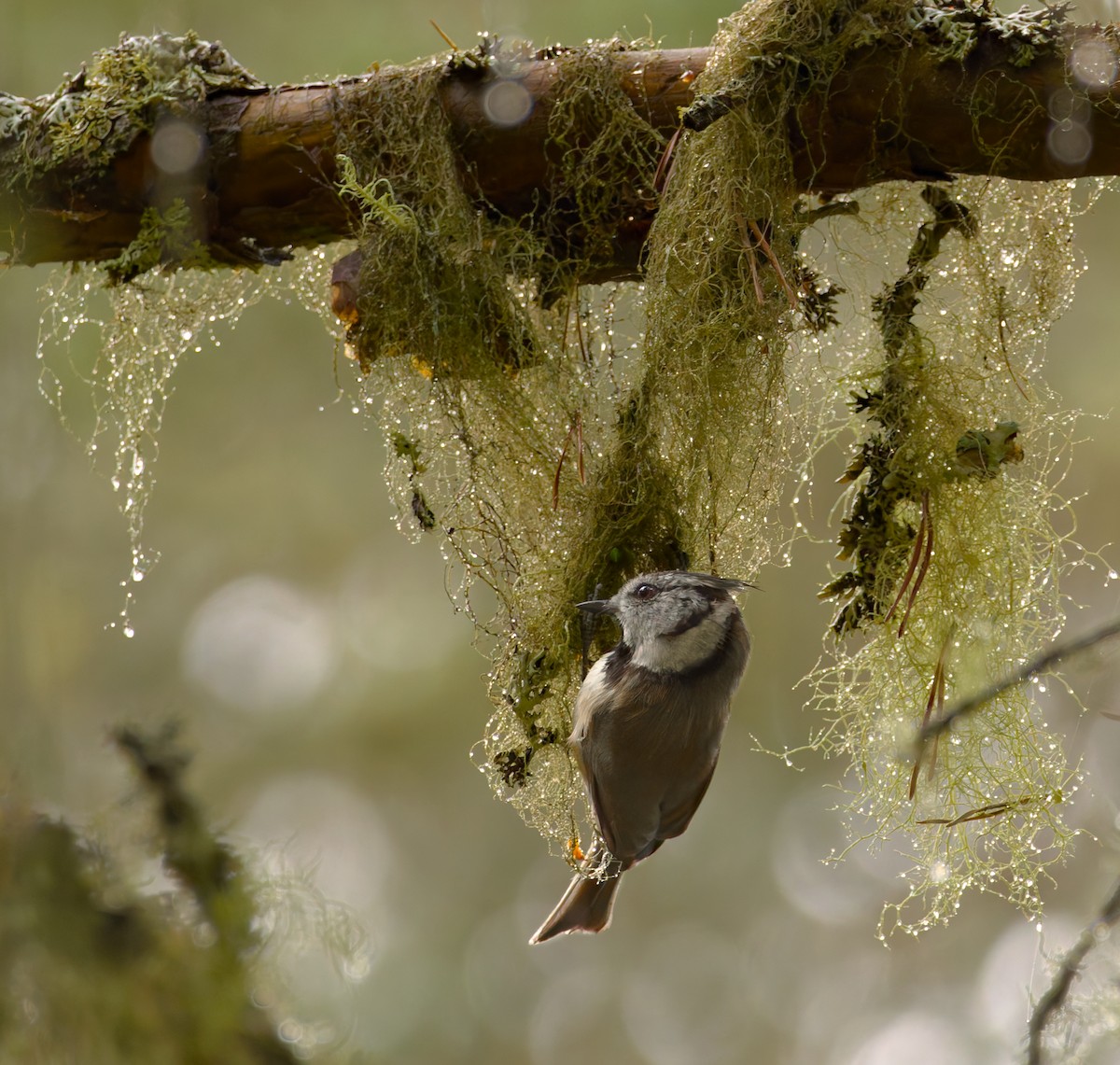 Crested Tit - ML644381957
