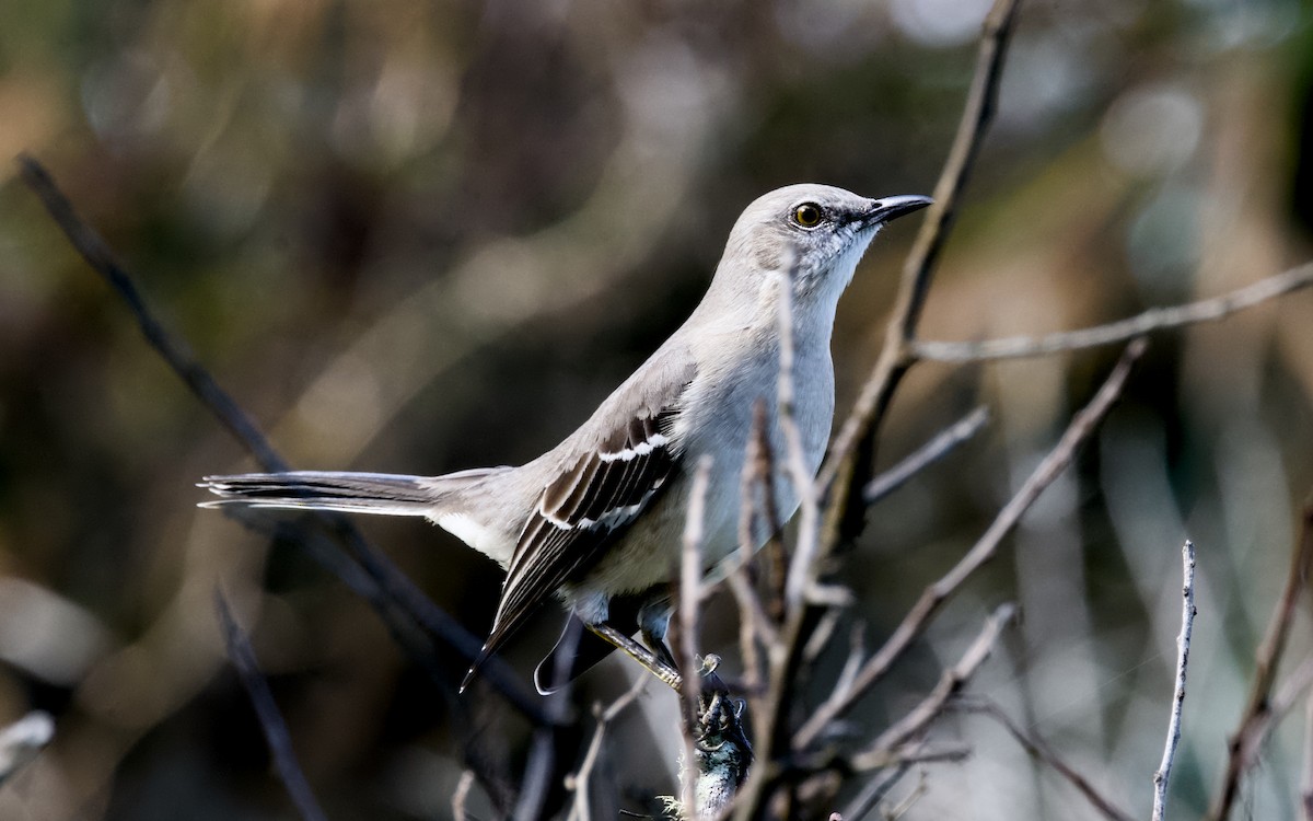 Northern Mockingbird - ML644381959