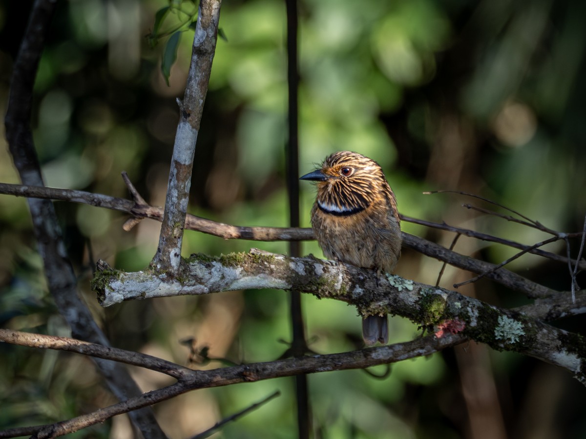 Crescent-chested Puffbird (Greater) - ML644381960