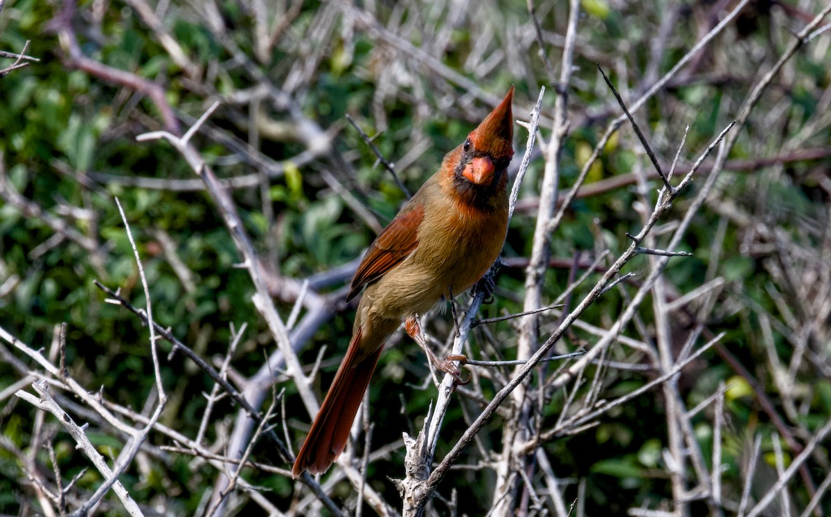 Northern Cardinal - ML644381969