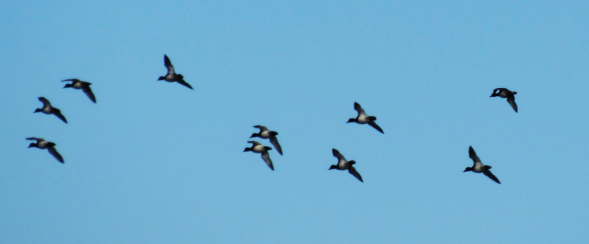 Малая морская чернеть - ML644381984