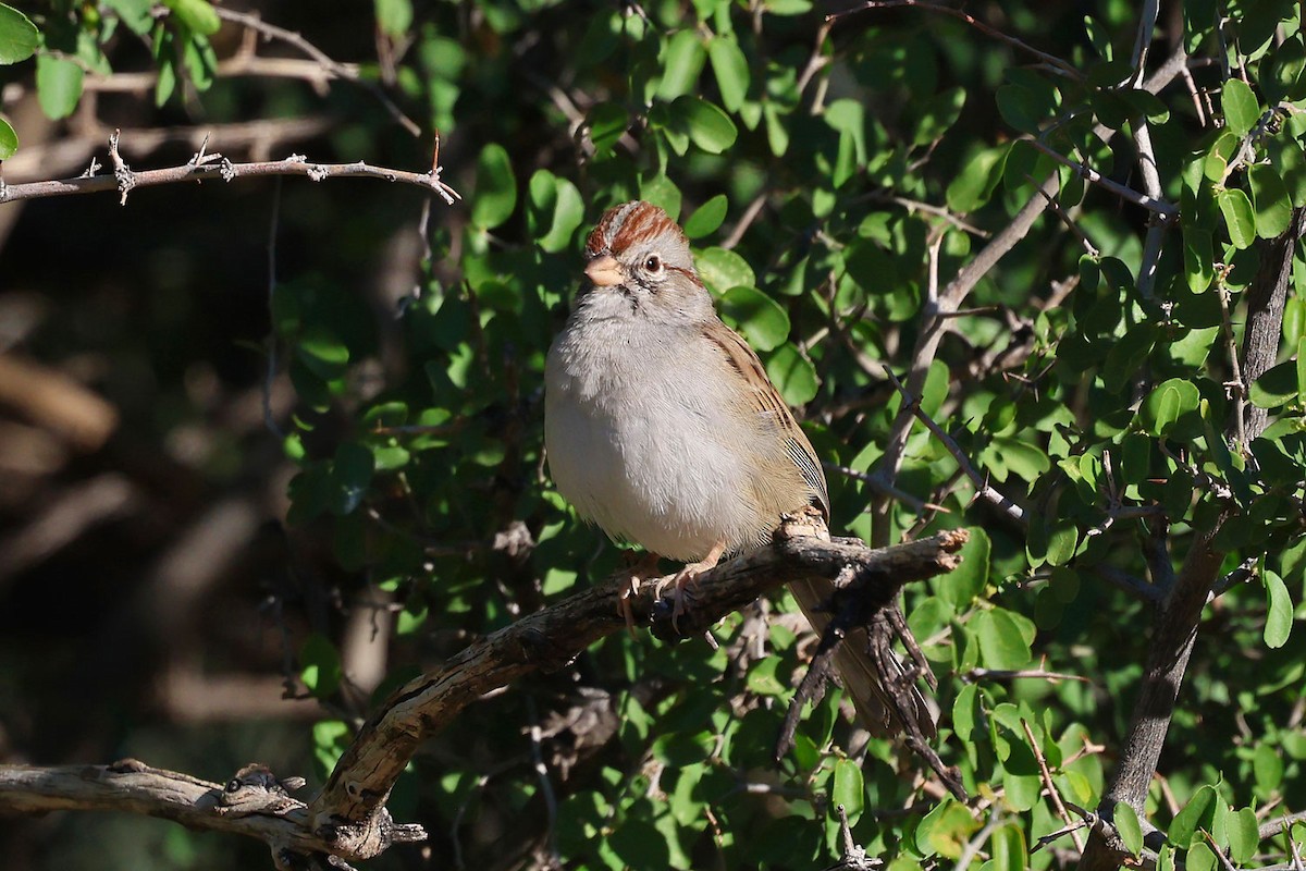 Rufous-winged Sparrow - ML644381987