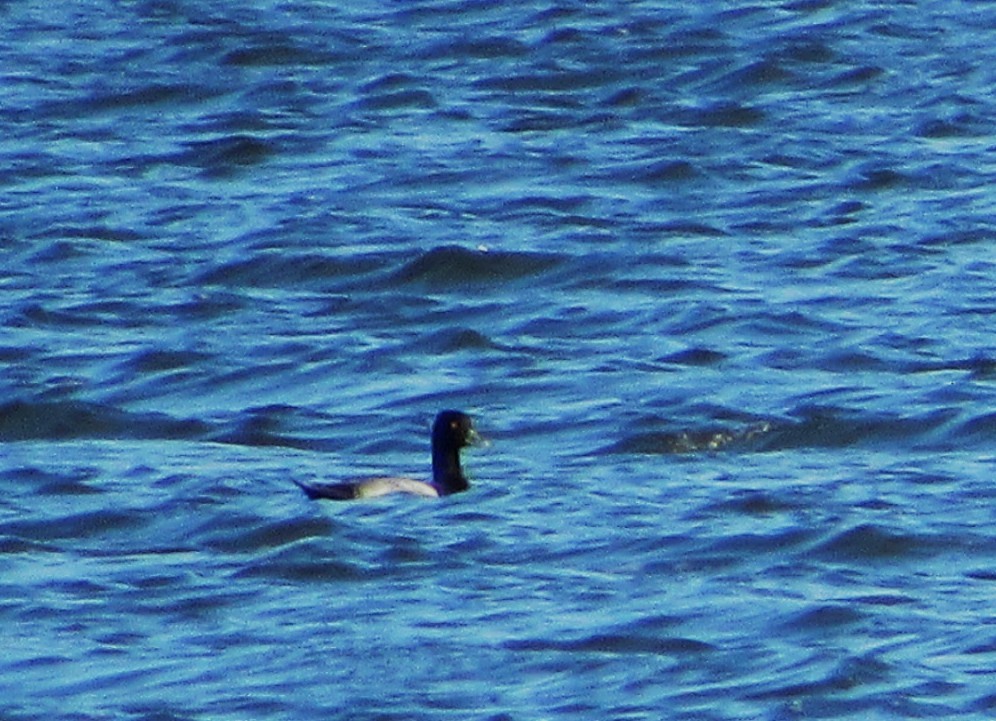 Малая морская чернеть - ML644381994