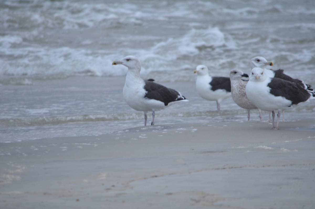 Great Black-backed Gull - ML644381998