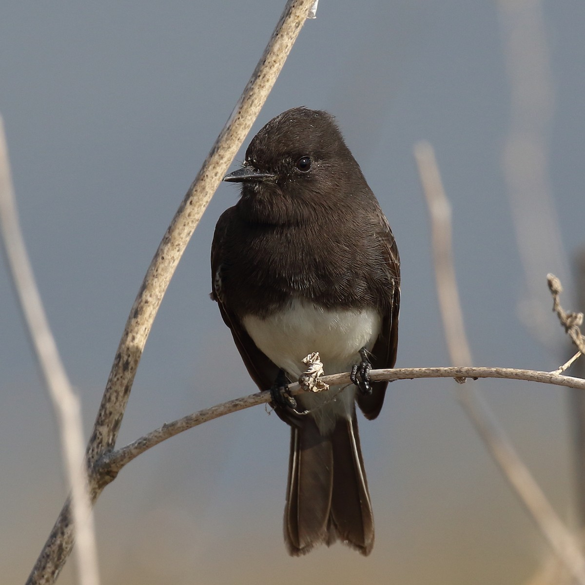 Black Phoebe - ML644382001