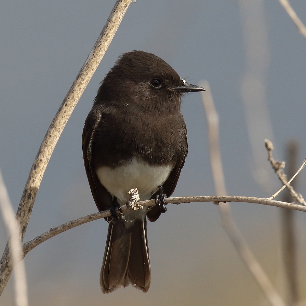 Black Phoebe - ML644382002