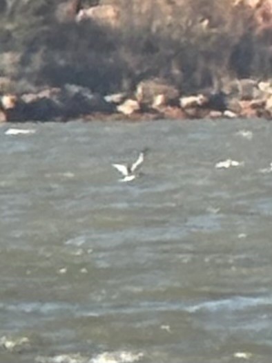 Sabine's Gull - ML644382003