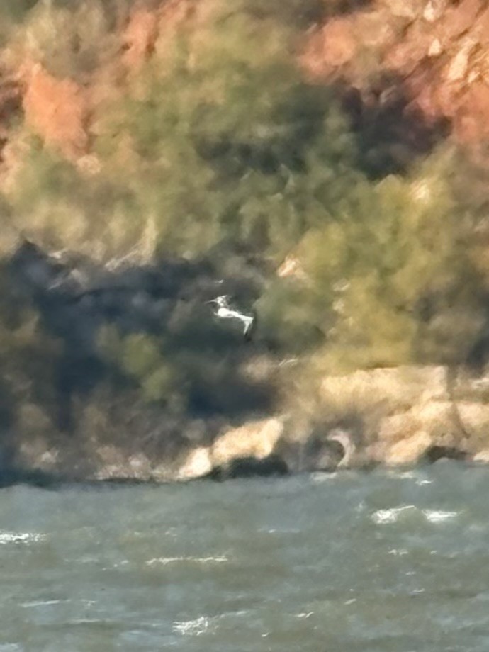 Sabine's Gull - ML644382004