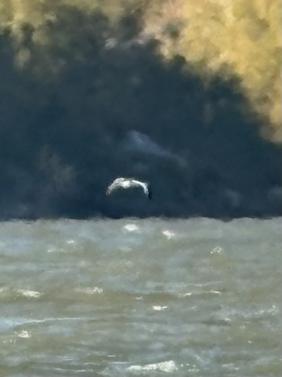 Sabine's Gull - ML644382005