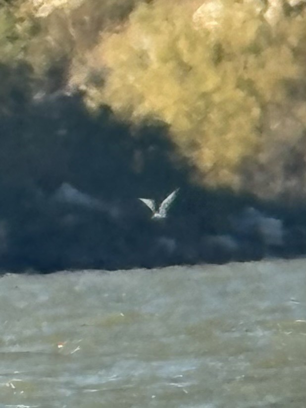 Sabine's Gull - ML644382006