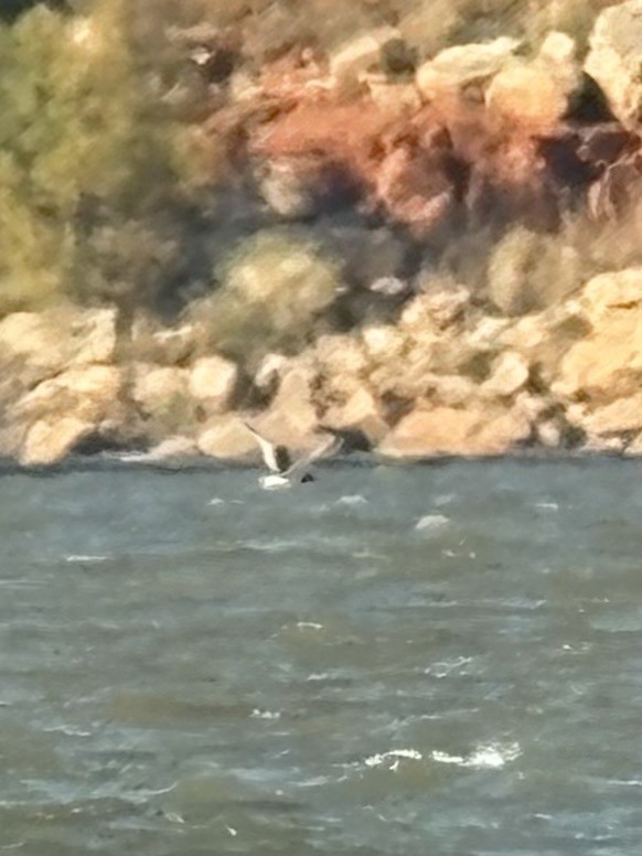 Sabine's Gull - ML644382009