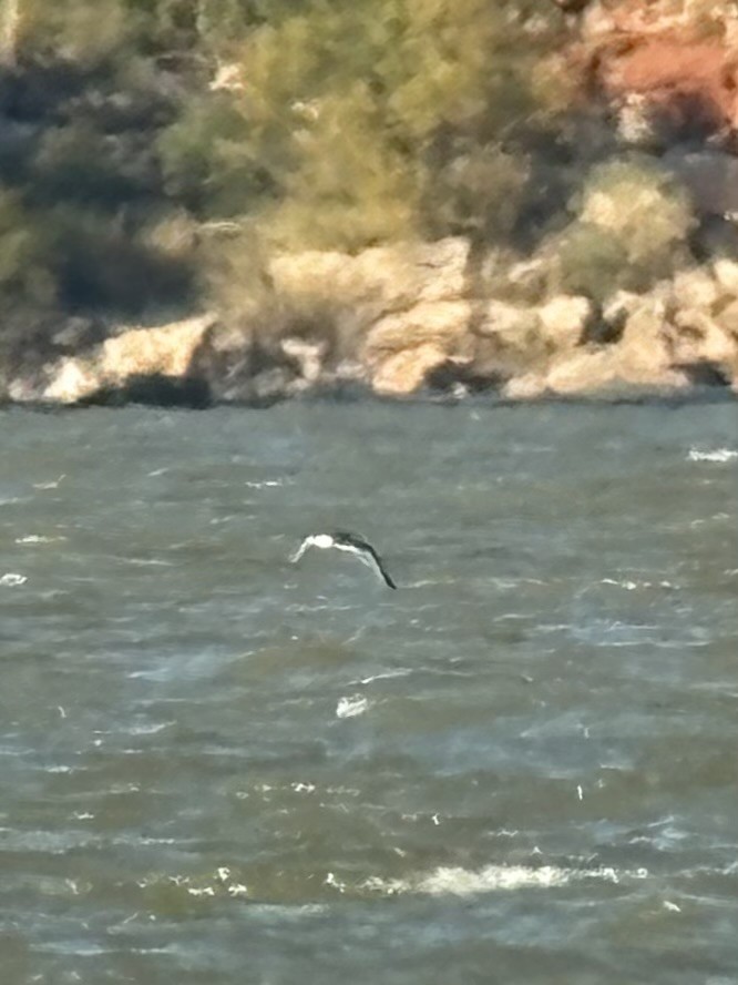 Sabine's Gull - ML644382010