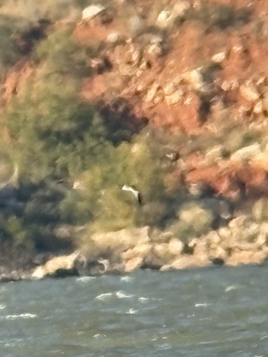 Sabine's Gull - ML644382011