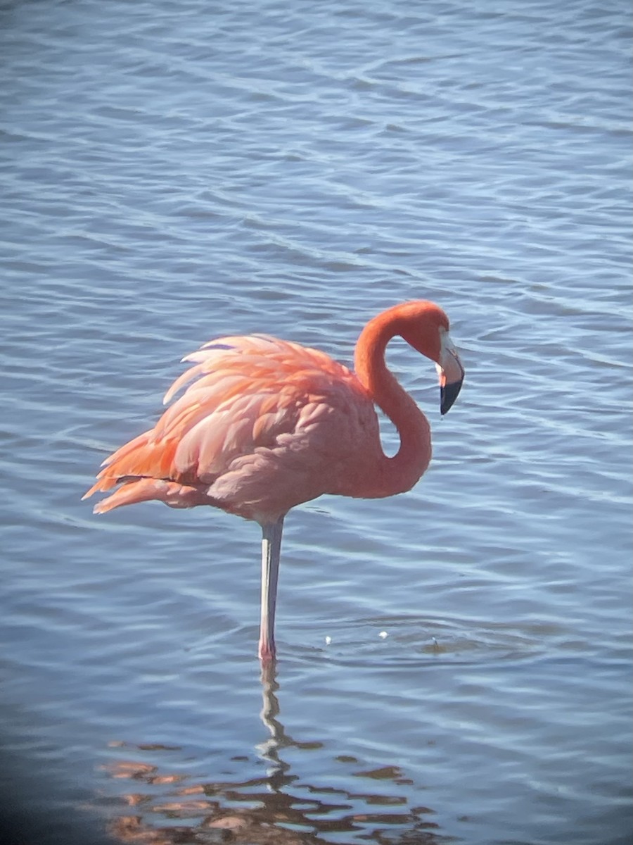 American Flamingo - ML644382014