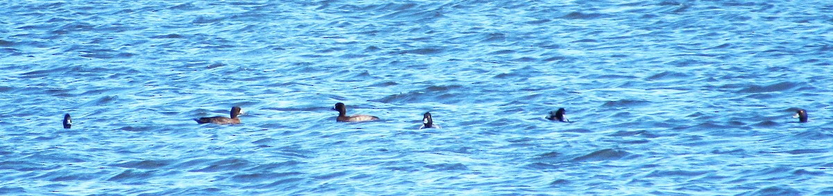 Малая морская чернеть - ML644382016