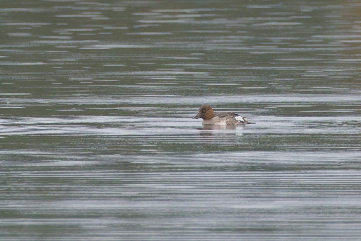 Гоголь - ML644382017