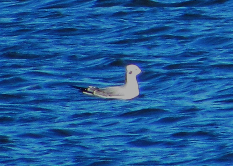 Бонапартова чайка - ML644382022