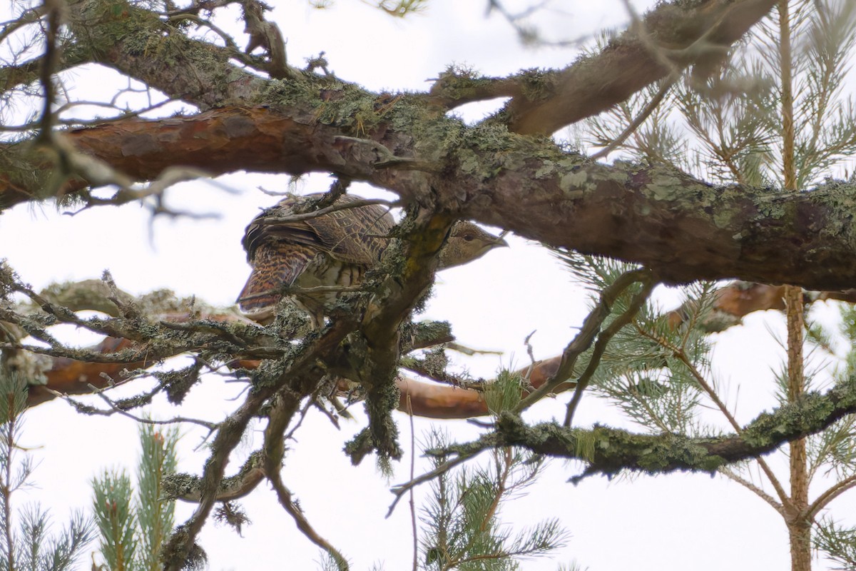 tetřev hlušec - ML644382025