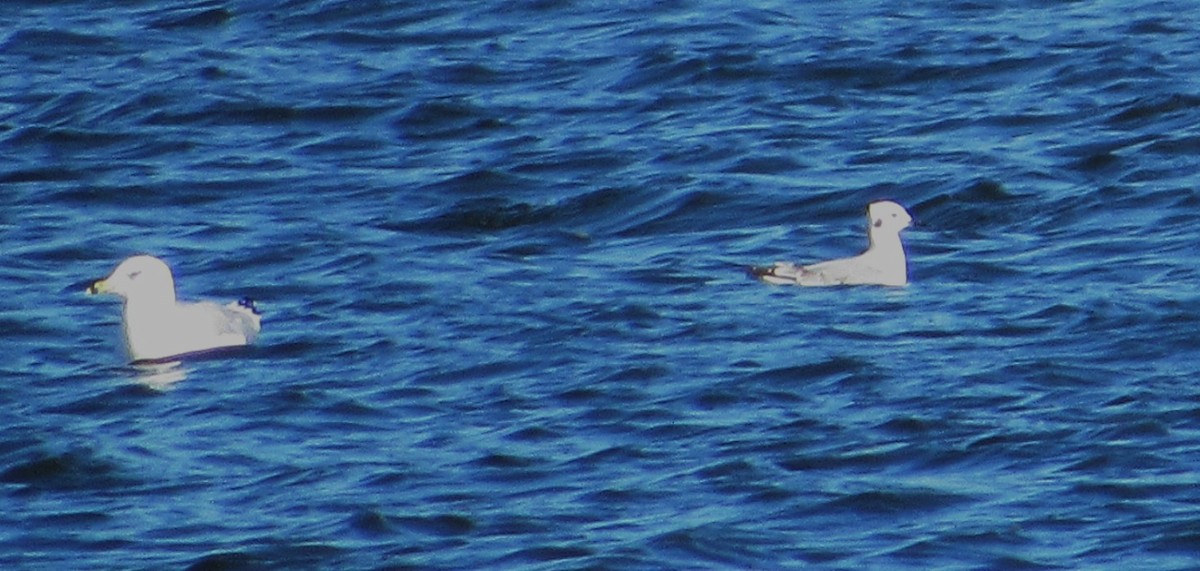 Бонапартова чайка - ML644382028