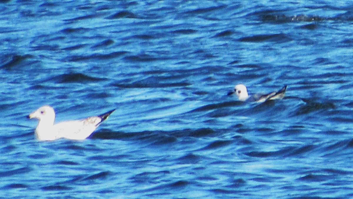 Бонапартова чайка - ML644382031