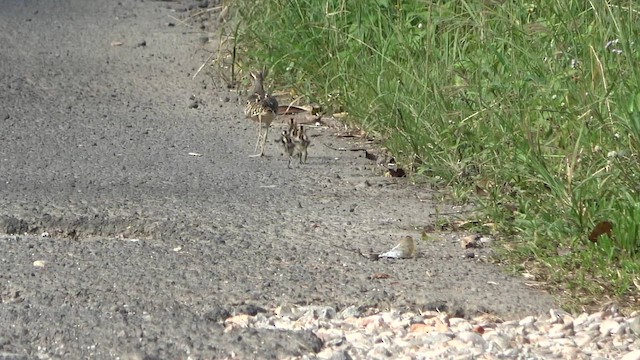 Greater Painted-Snipe - ML644382032