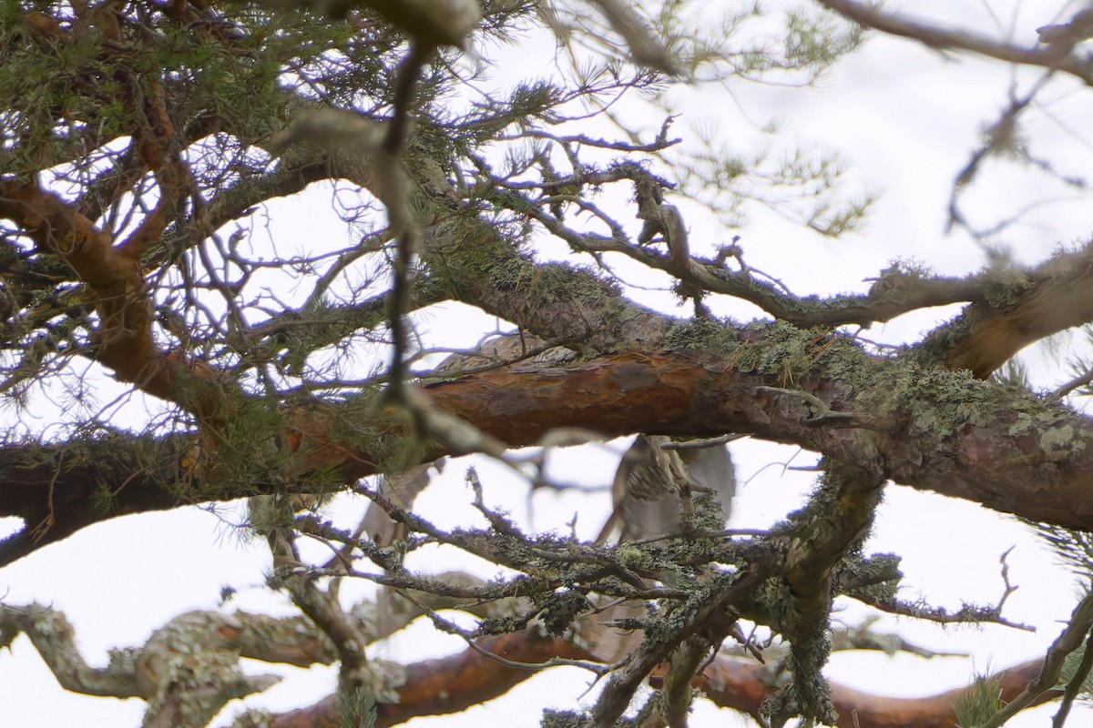 tetřev hlušec - ML644382034