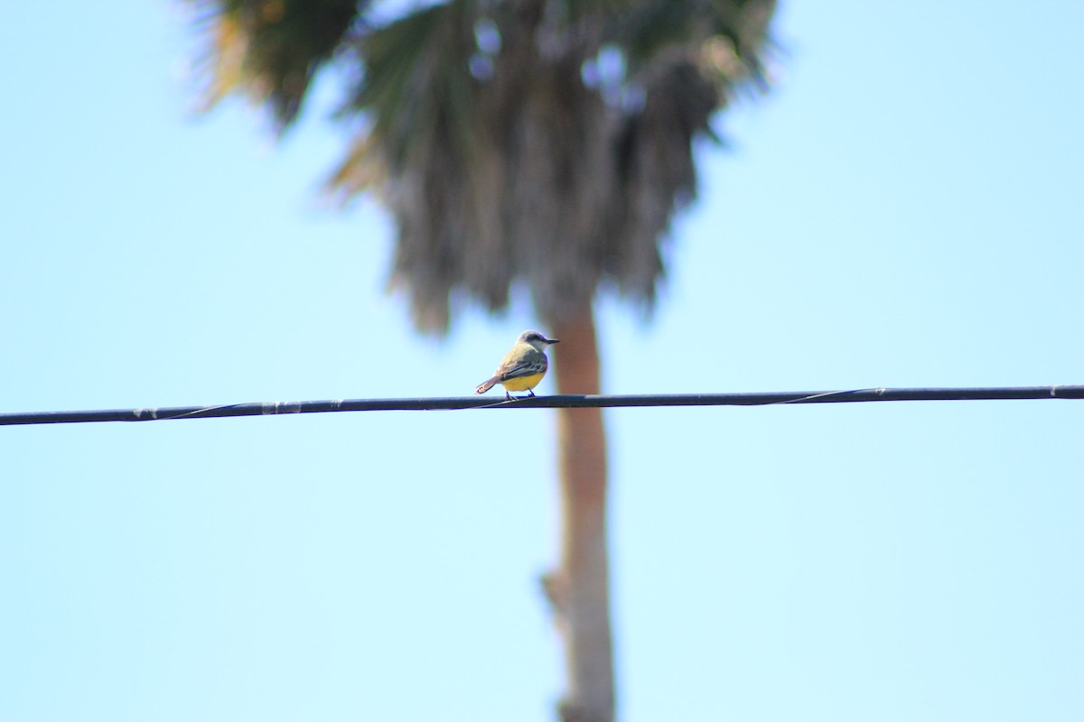 Tropical Kingbird - ML644382039
