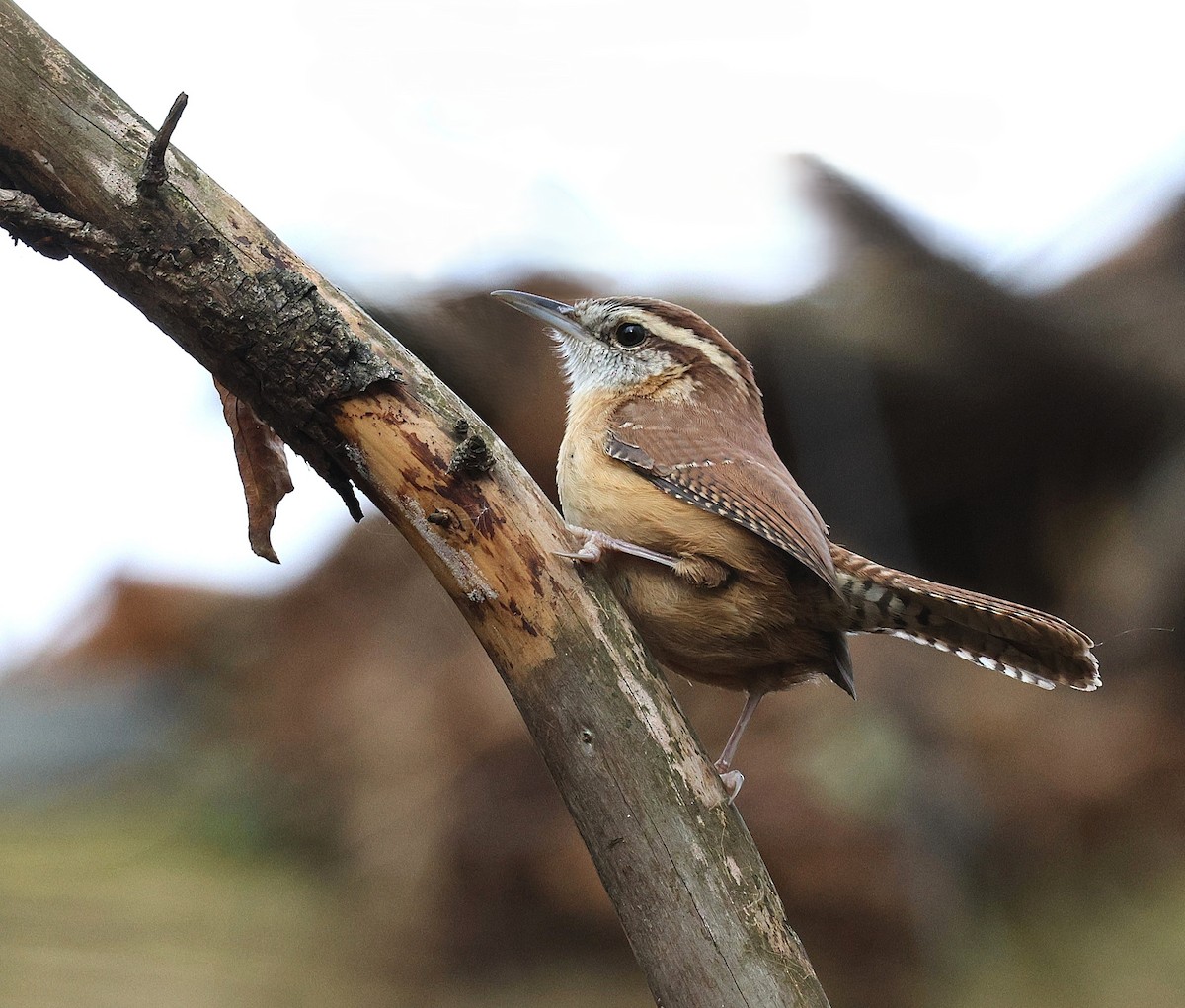 Carolina Wren - ML644382047