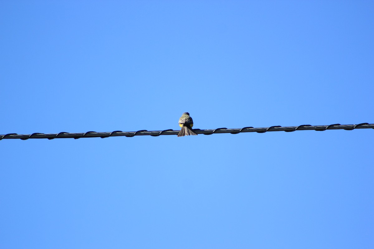 Tropical Kingbird - ML644382048