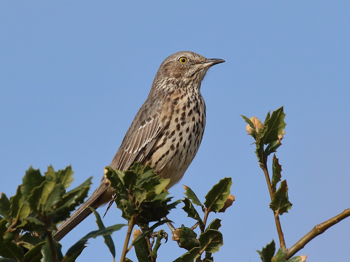 Sage Thrasher - ML644382051