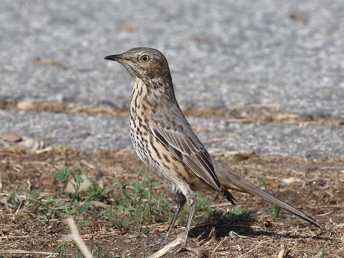 Sage Thrasher - ML644382052
