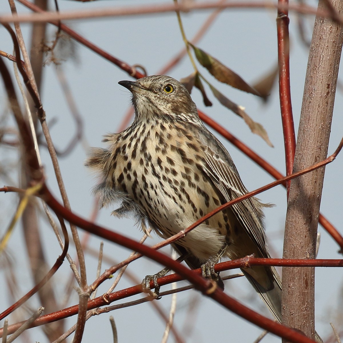 Sage Thrasher - ML644382053