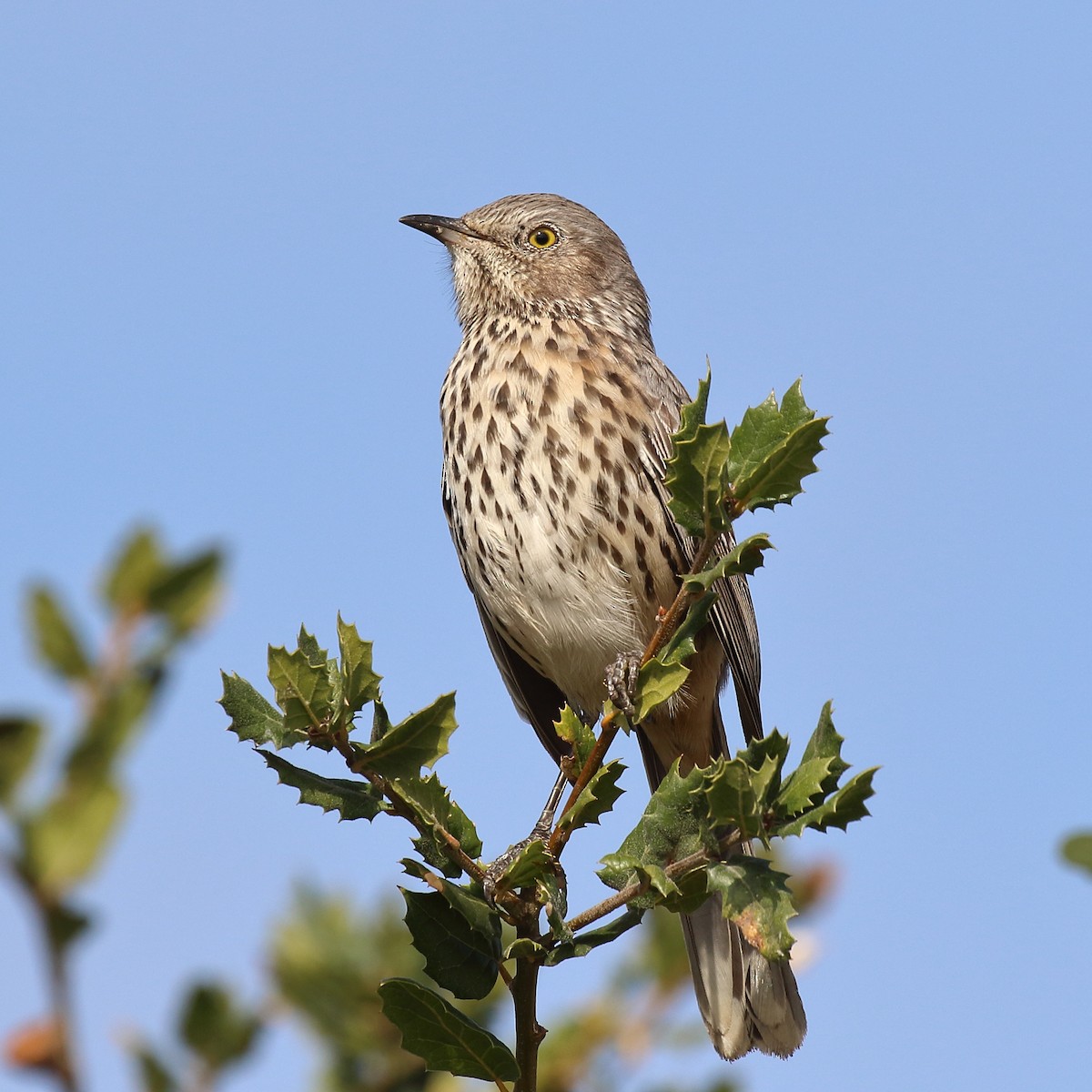 Sage Thrasher - ML644382054