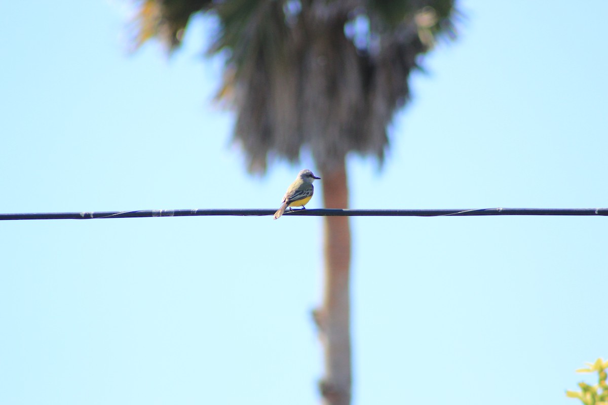 Tropical Kingbird - ML644382059