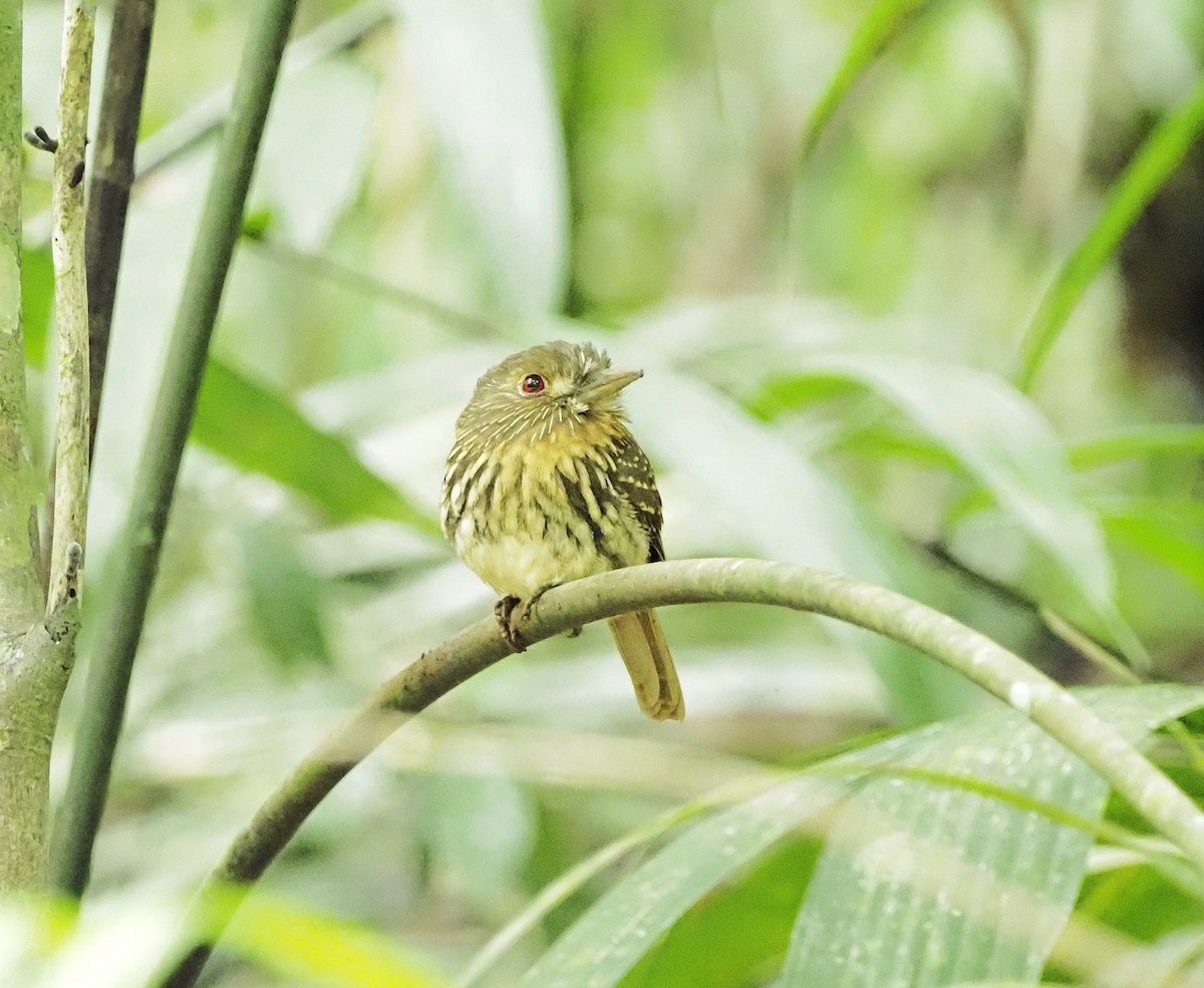 White-whiskered Puffbird - ML644382061