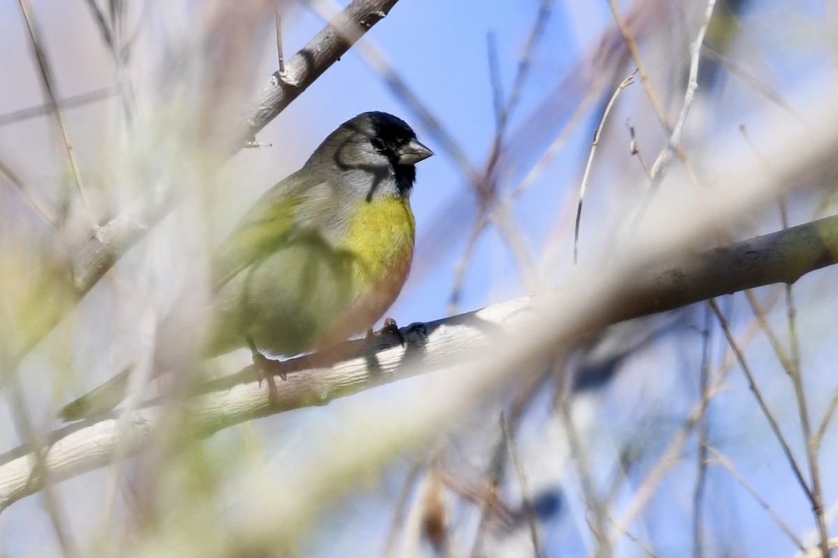 Lawrence's Goldfinch - ML644382066