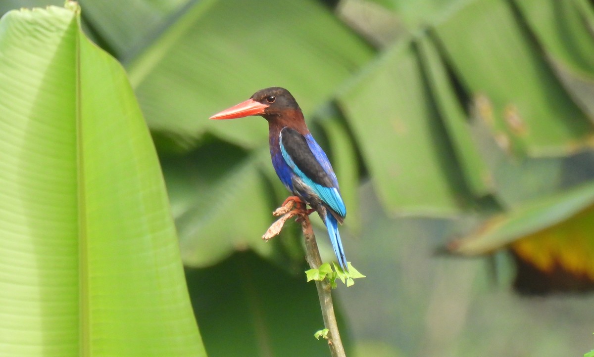 Javan Kingfisher - ML644382069