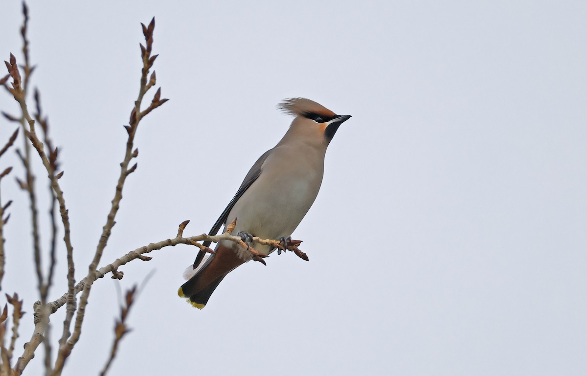 黃連雀 - ML644382072