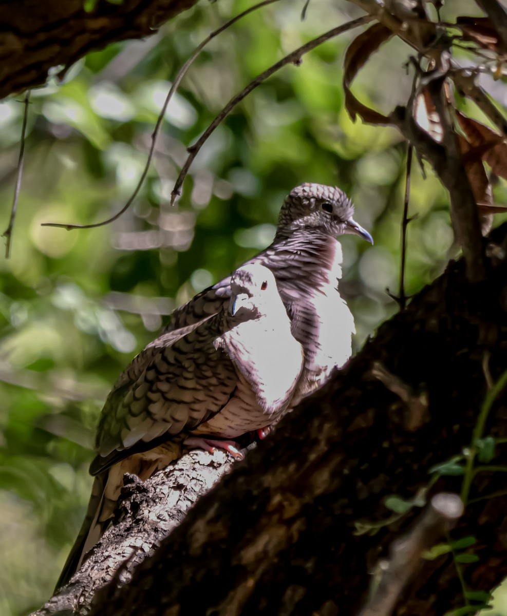 Colombe inca - ML644382073