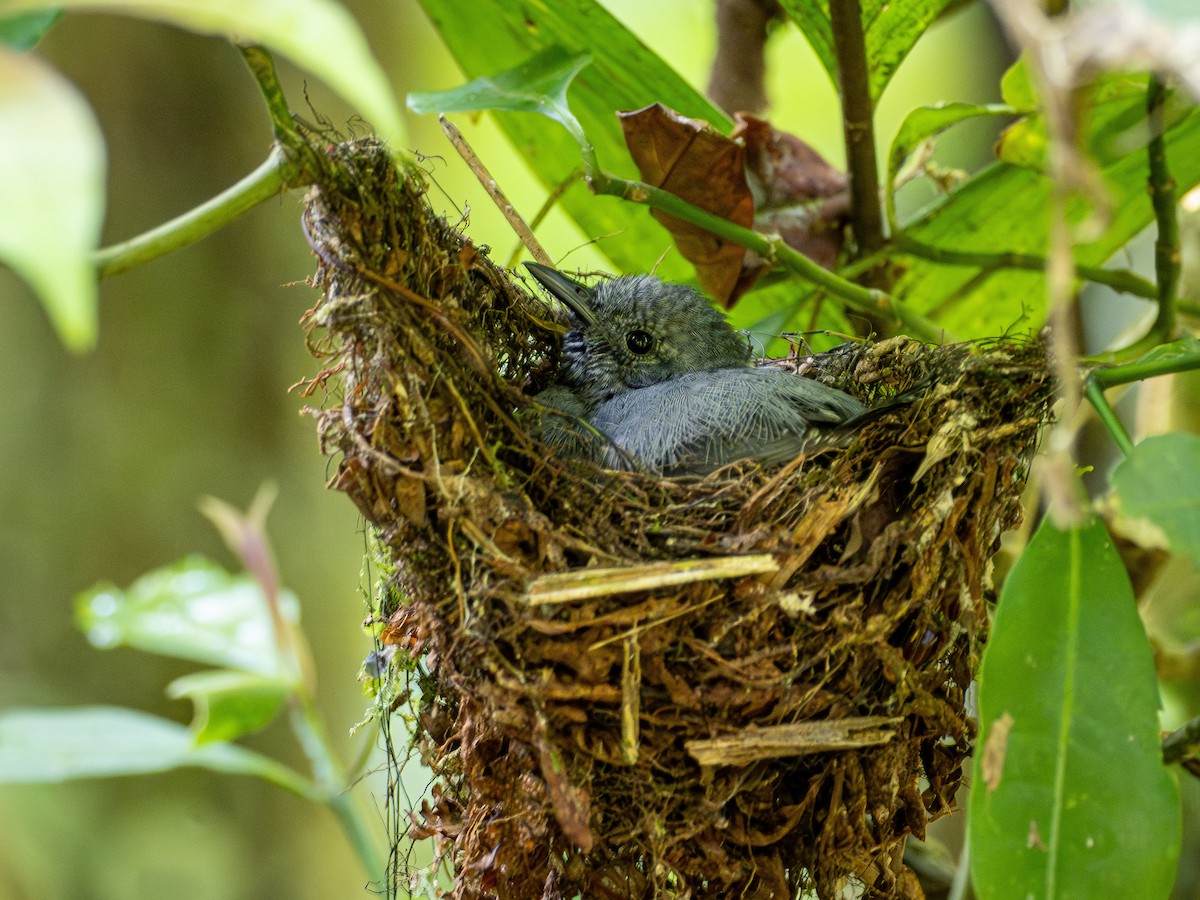 シラナミヒメアリサザイ - ML644382075