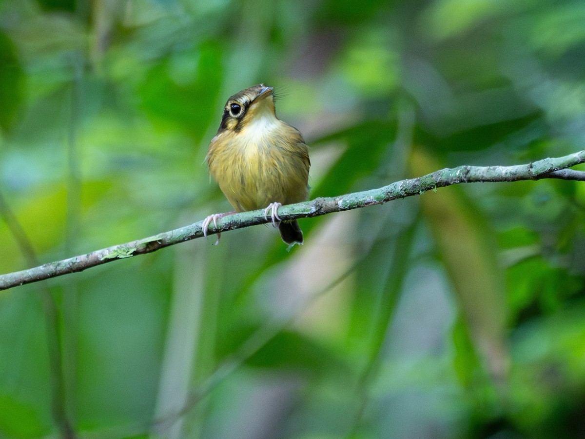 White-throated Spadebill - ML644382079