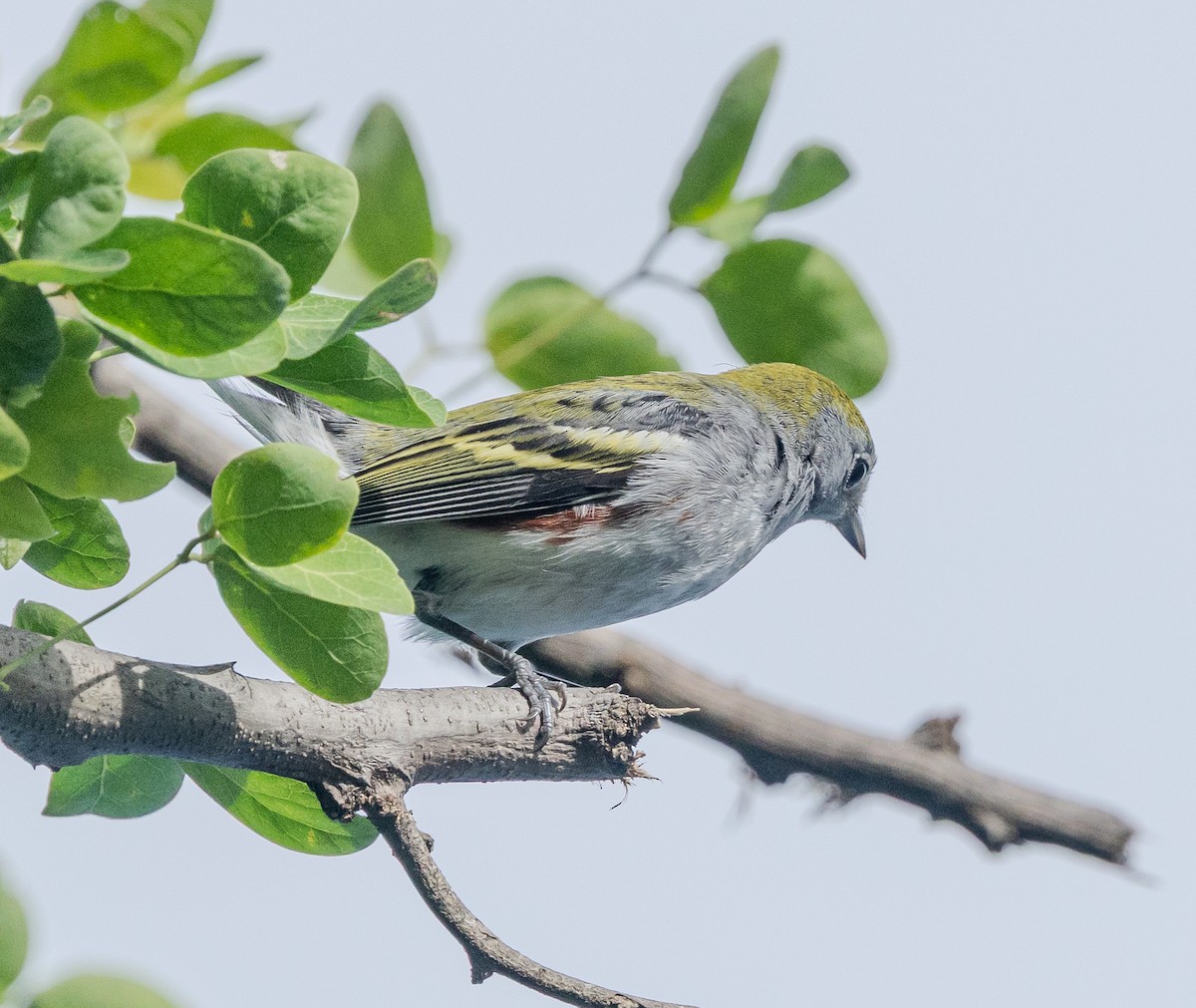 brunsideparula - ML644382083