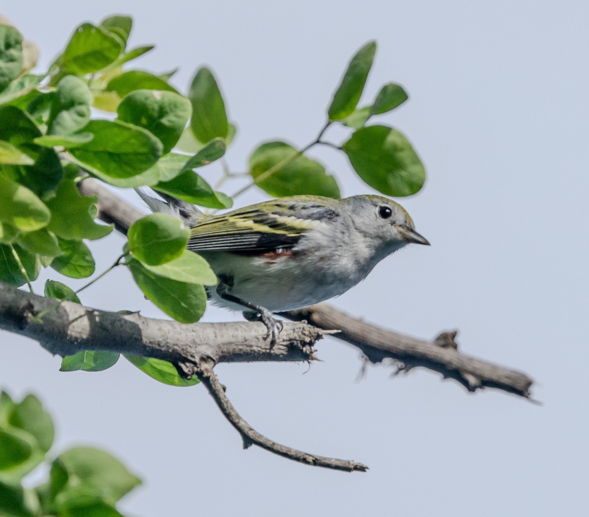 brunsideparula - ML644382084