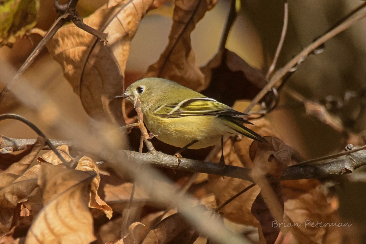 Ruby-crowned Kinglet - ML644382093