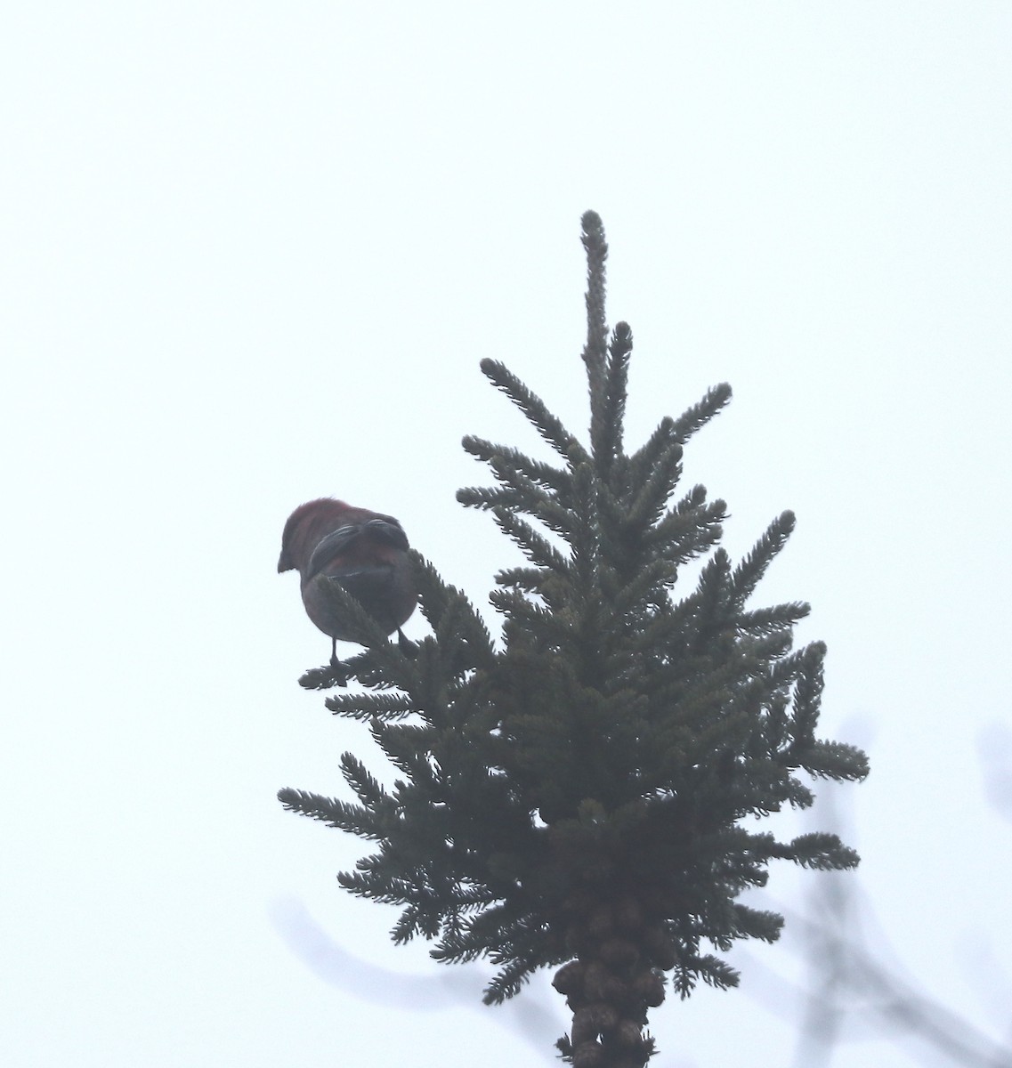 Смеречник тайговий - ML644382094