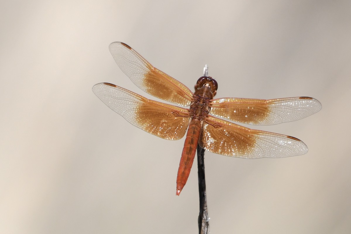 Flame Skimmer - ML644382102